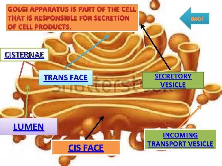 GOLGI APPARATUS IS PART OF THE CELL THAT IS RESPONSIBLE FOR SECRETION OF CELL