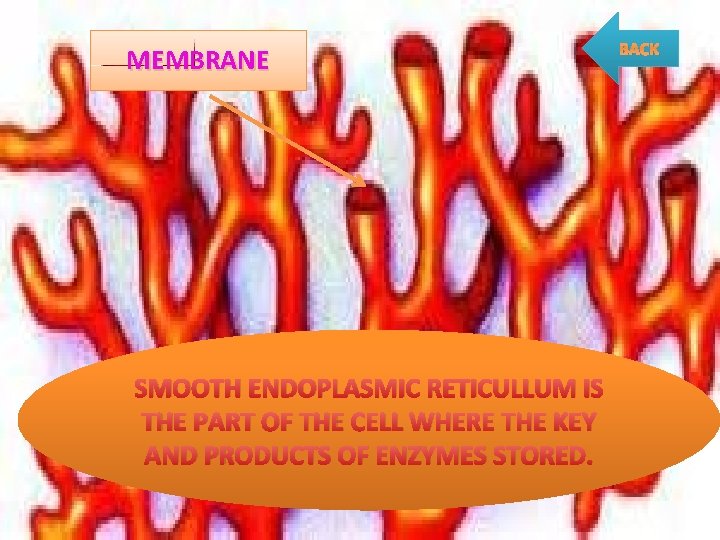 MEMBRANE SMOOTH ENDOPLASMIC RETICULLUM IS THE PART OF THE CELL WHERE THE KEY AND