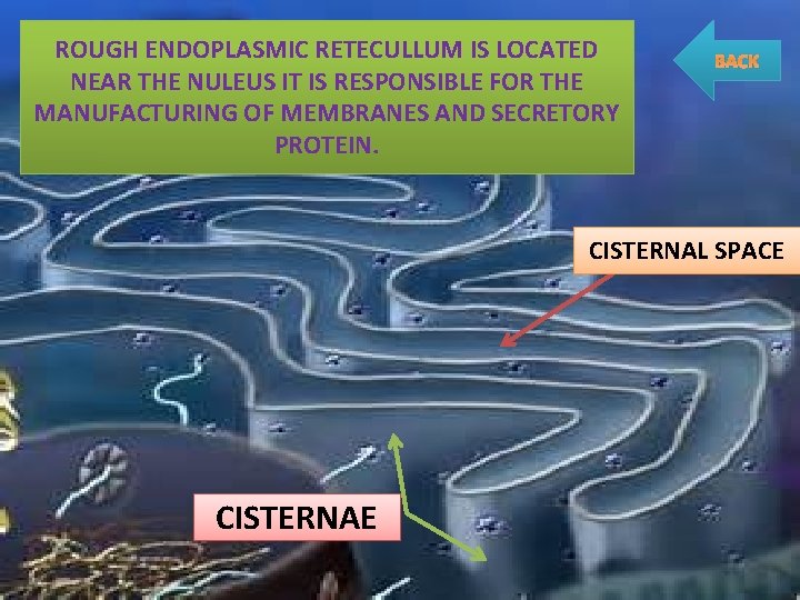 ROUGH ENDOPLASMIC RETECULLUM IS LOCATED NEAR THE NULEUS IT IS RESPONSIBLE FOR THE MANUFACTURING