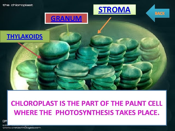 GRANUM STROMA BACK THYLAKOIDS CHLOROPLAST IS THE PART OF THE PALNT CELL WHERE THE