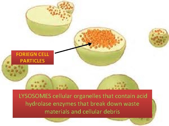 FORIEGN CELL PARTICLES LYSOSOMES cellular organelles that contain acid hydrolase enzymes that break down