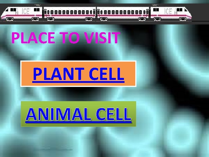 PLACE TO VISIT PLANT CELL ANIMAL CELL 