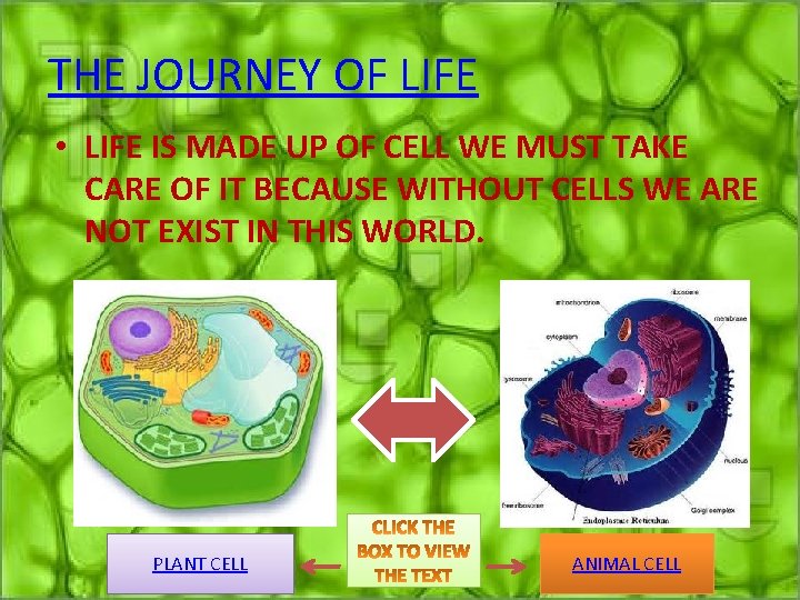 THE JOURNEY OF LIFE • LIFE IS MADE UP OF CELL WE MUST TAKE