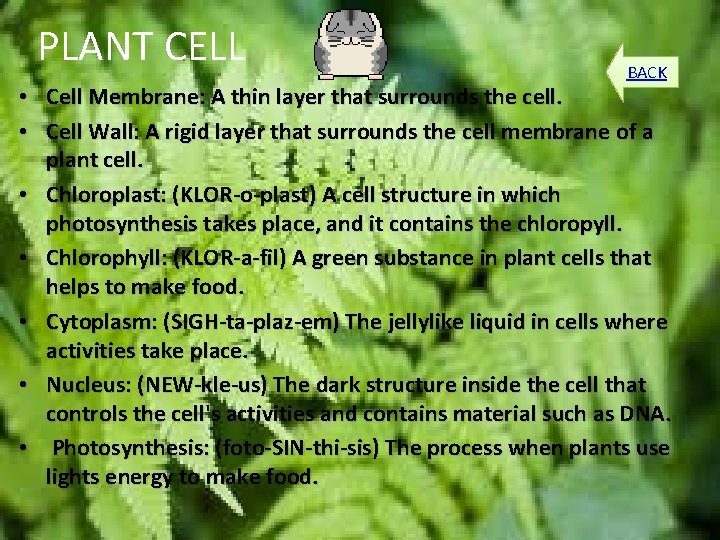 PLANT CELL BACK • Cell Membrane: A thin layer that surrounds the cell. •