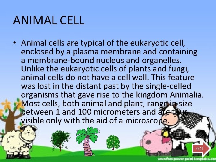 ANIMAL CELL • Animal cells are typical of the eukaryotic cell, enclosed by a