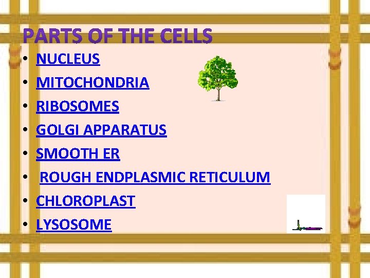  • • NUCLEUS MITOCHONDRIA RIBOSOMES GOLGI APPARATUS SMOOTH ER ROUGH ENDPLASMIC RETICULUM CHLOROPLAST