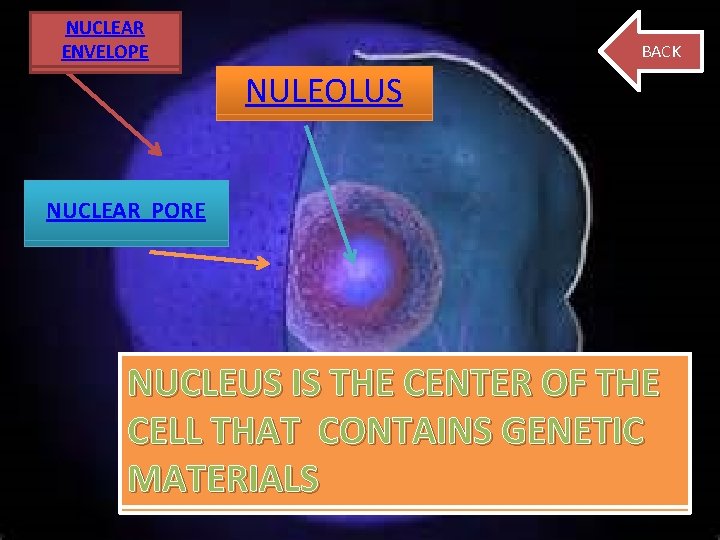NUCLEAR ENVELOPE BACK NULEOLUS NUCLEAR PORE NUCLEUS IS THE CENTER OF THE CELL THAT