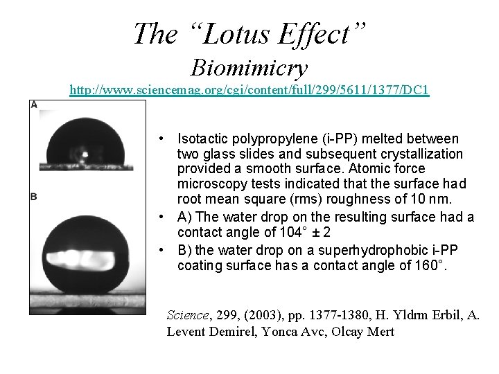 The “Lotus Effect” Biomimicry http: //www. sciencemag. org/cgi/content/full/299/5611/1377/DC 1 • Isotactic polypropylene (i-PP) melted