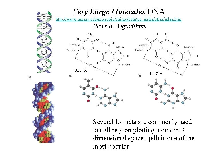 Very Large Molecules: DNA http: //www. umass. edu/microbio/chime/beta/pe_alpha/atlas. htm Views & Algorithms 10. 85