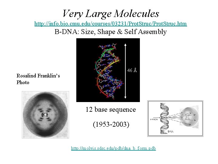 Very Large Molecules http: //info. bio. cmu. edu/courses/03231/Prot. Struc. htm B-DNA: Size, Shape &