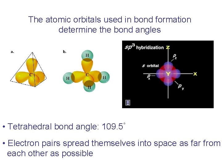 The atomic orbitals used in bond formation determine the bond angles • Tetrahedral bond
