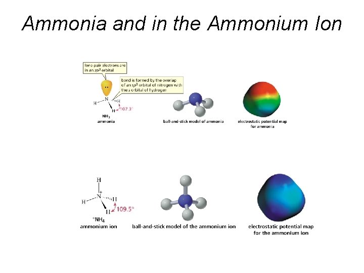 Ammonia and in the Ammonium Ion 