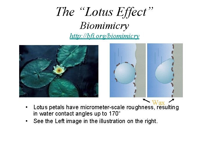 The “Lotus Effect” Biomimicry http: //bfi. org/biomimicry Wax • Lotus petals have micrometer-scale roughness,