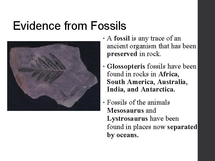 Evidence from Fossils • A fossil is any trace of an ancient organism that