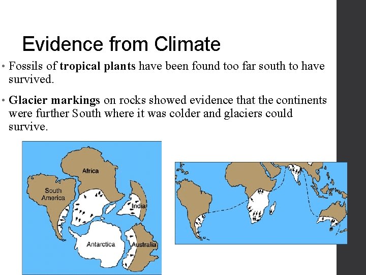 Evidence from Climate • Fossils of tropical plants have been found too far south