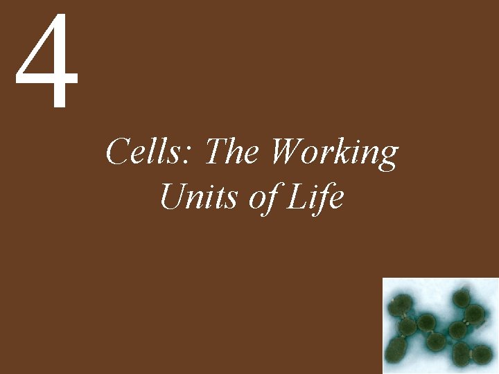 4 Cells: The Working Units of Life 