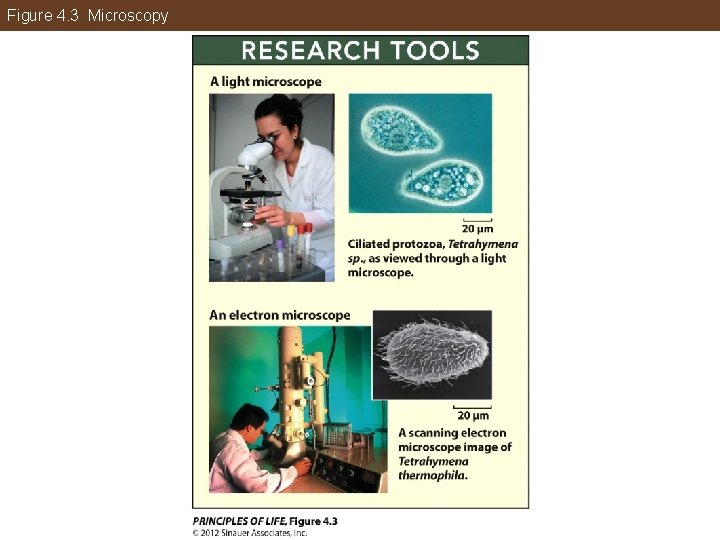 Figure 4. 3 Microscopy 