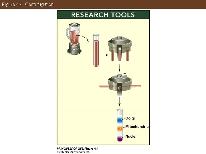 Figure 4. 4 Centrifugation 