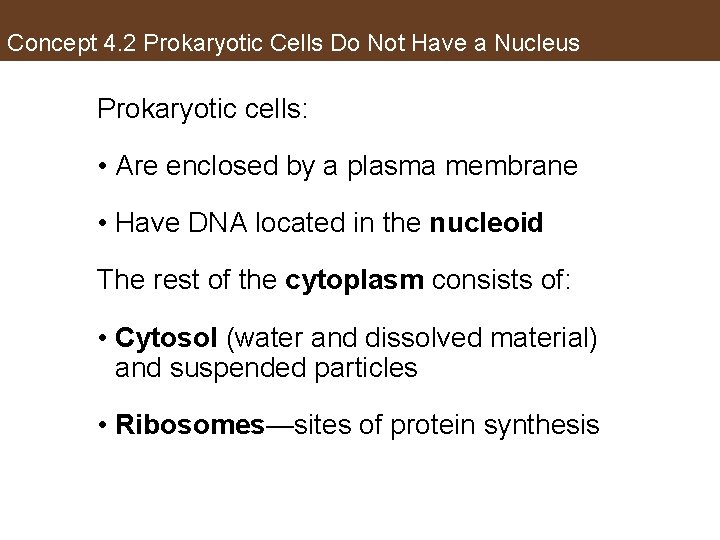 Concept 4. 2 Prokaryotic Cells Do Not Have a Nucleus Prokaryotic cells: • Are