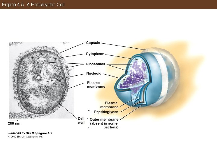 Figure 4. 5 A Prokaryotic Cell 