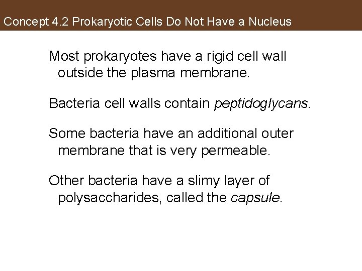 Concept 4. 2 Prokaryotic Cells Do Not Have a Nucleus Most prokaryotes have a