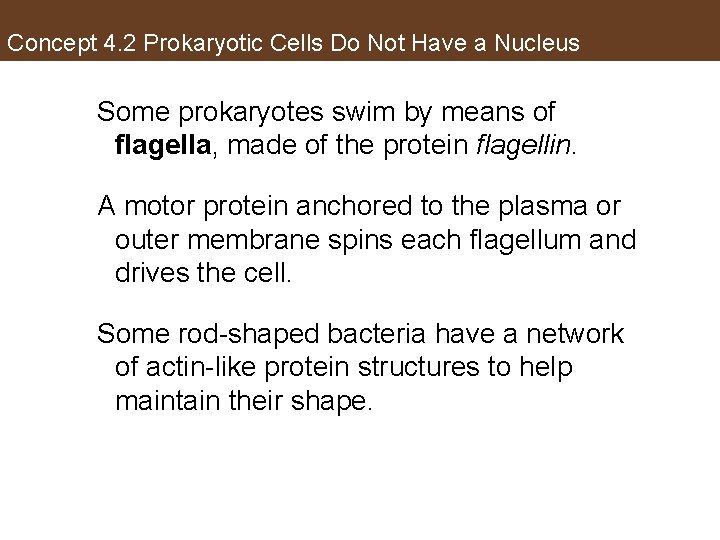 Concept 4. 2 Prokaryotic Cells Do Not Have a Nucleus Some prokaryotes swim by