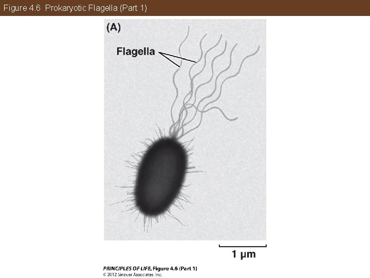 Figure 4. 6 Prokaryotic Flagella (Part 1) 