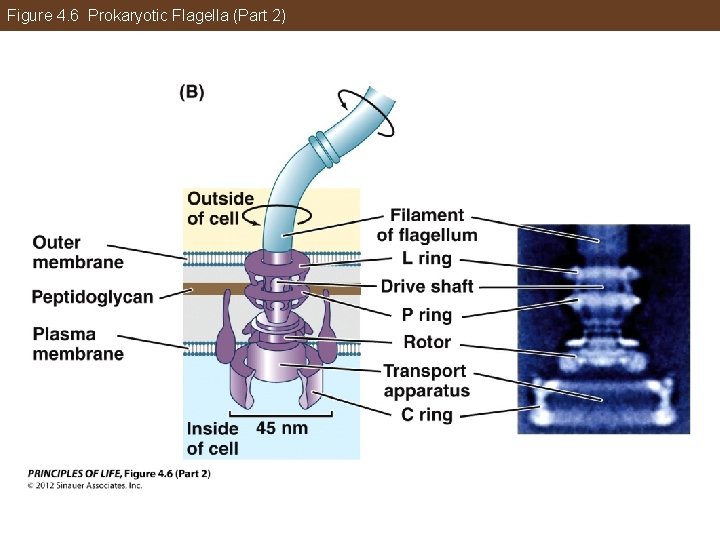 Figure 4. 6 Prokaryotic Flagella (Part 2) 