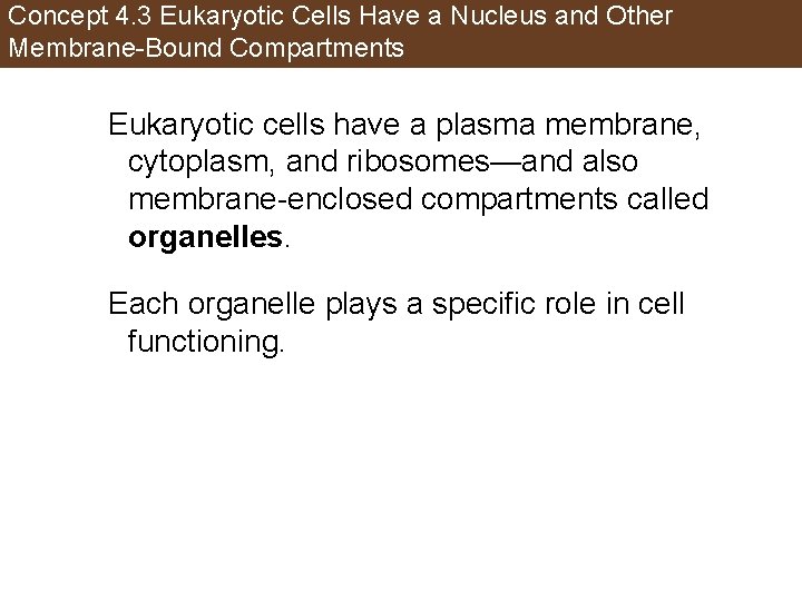 Concept 4. 3 Eukaryotic Cells Have a Nucleus and Other Membrane-Bound Compartments Eukaryotic cells