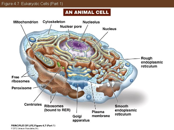 Figure 4. 7 Eukaryotic Cells (Part 1) 