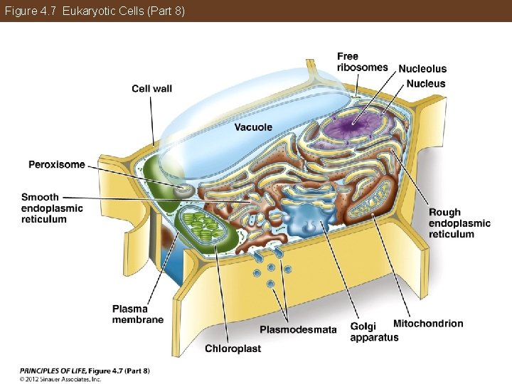 Figure 4. 7 Eukaryotic Cells (Part 8) 