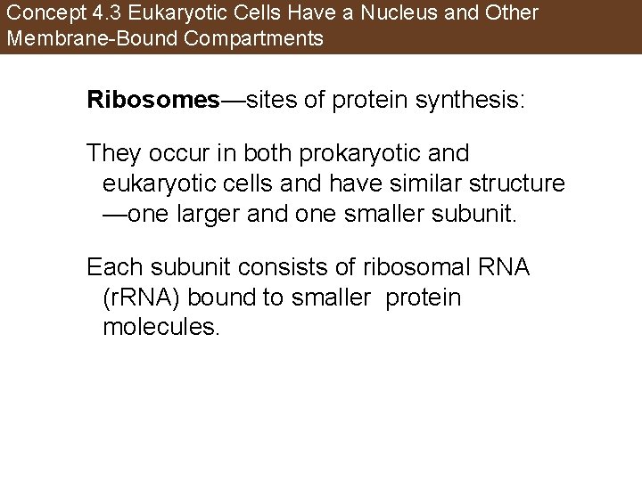 Concept 4. 3 Eukaryotic Cells Have a Nucleus and Other Membrane-Bound Compartments Ribosomes—sites of