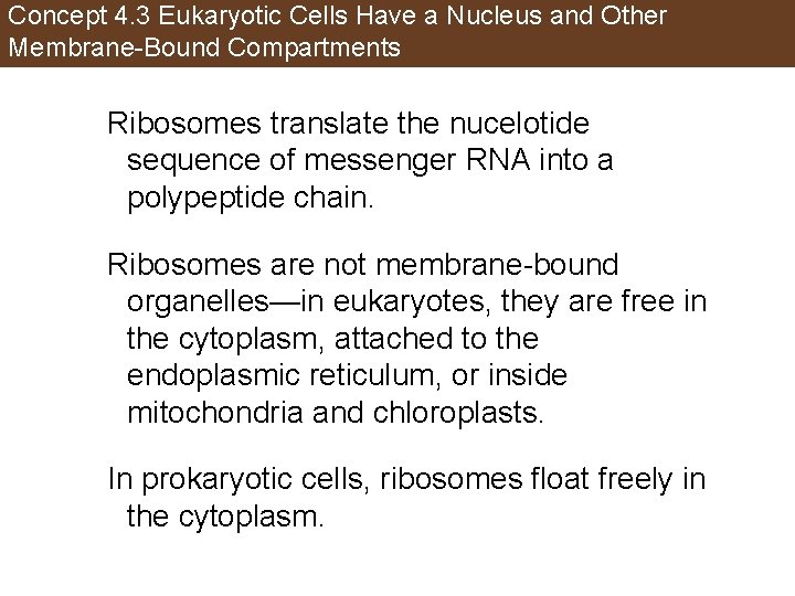 Concept 4. 3 Eukaryotic Cells Have a Nucleus and Other Membrane-Bound Compartments Ribosomes translate