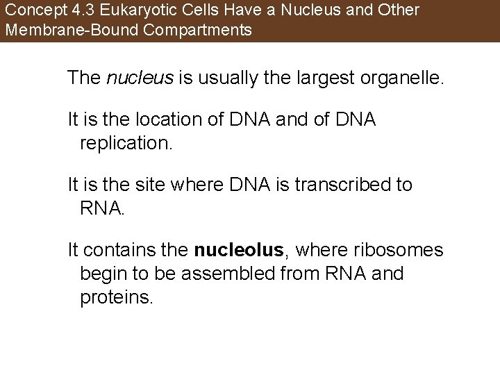 Concept 4. 3 Eukaryotic Cells Have a Nucleus and Other Membrane-Bound Compartments The nucleus