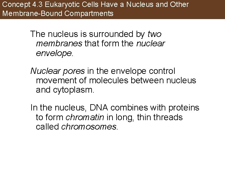 Concept 4. 3 Eukaryotic Cells Have a Nucleus and Other Membrane-Bound Compartments The nucleus
