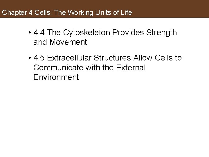 Chapter 4 Cells: The Working Units of Life • 4. 4 The Cytoskeleton Provides