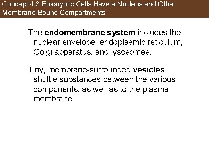 Concept 4. 3 Eukaryotic Cells Have a Nucleus and Other Membrane-Bound Compartments The endomembrane