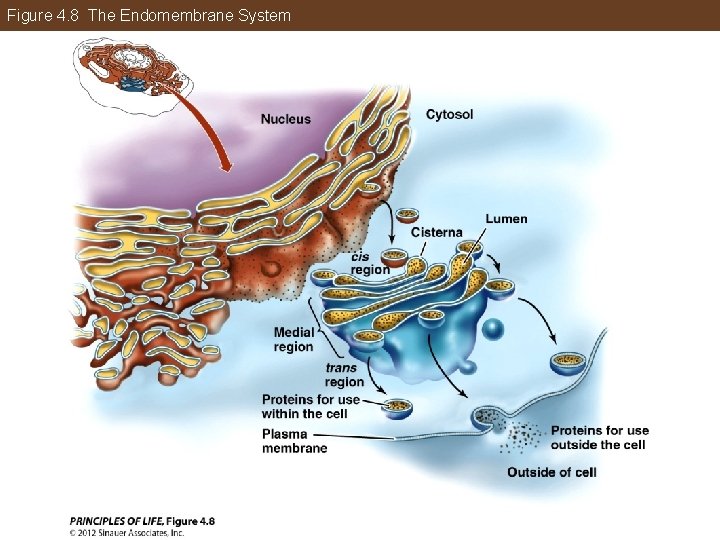 Figure 4. 8 The Endomembrane System 