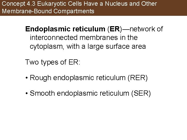 Concept 4. 3 Eukaryotic Cells Have a Nucleus and Other Membrane-Bound Compartments Endoplasmic reticulum