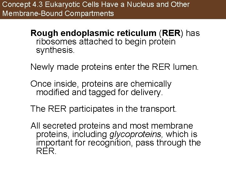 Concept 4. 3 Eukaryotic Cells Have a Nucleus and Other Membrane-Bound Compartments Rough endoplasmic