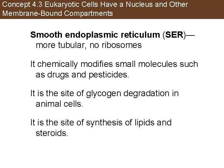 Concept 4. 3 Eukaryotic Cells Have a Nucleus and Other Membrane-Bound Compartments Smooth endoplasmic