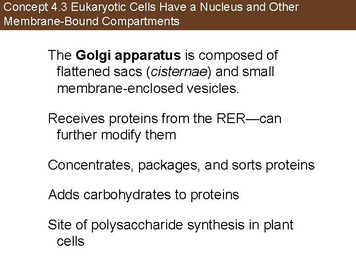 Concept 4. 3 Eukaryotic Cells Have a Nucleus and Other Membrane-Bound Compartments The Golgi