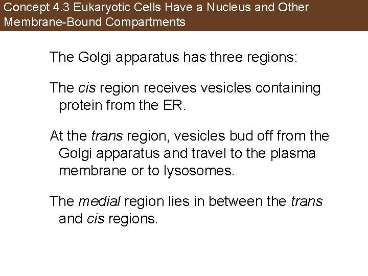 Concept 4. 3 Eukaryotic Cells Have a Nucleus and Other Membrane-Bound Compartments The Golgi