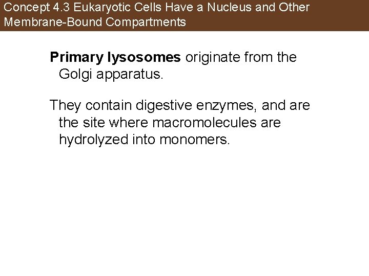 Concept 4. 3 Eukaryotic Cells Have a Nucleus and Other Membrane-Bound Compartments Primary lysosomes