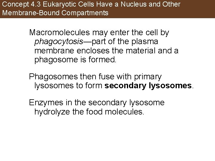 Concept 4. 3 Eukaryotic Cells Have a Nucleus and Other Membrane-Bound Compartments Macromolecules may