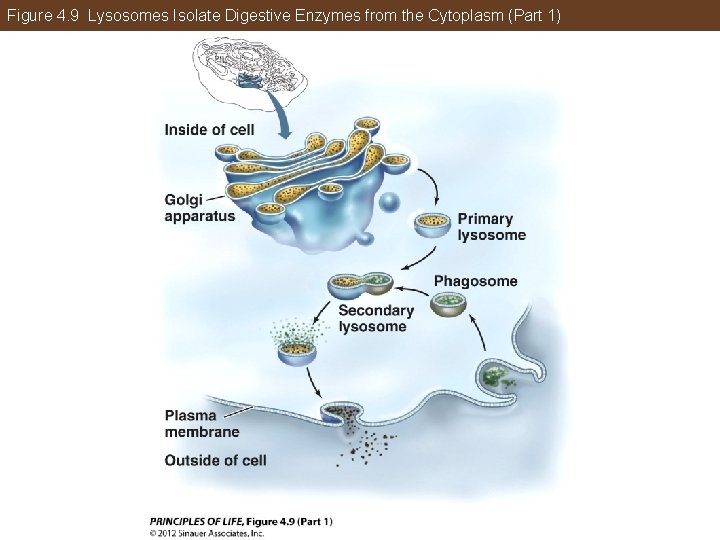 Figure 4. 9 Lysosomes Isolate Digestive Enzymes from the Cytoplasm (Part 1) 