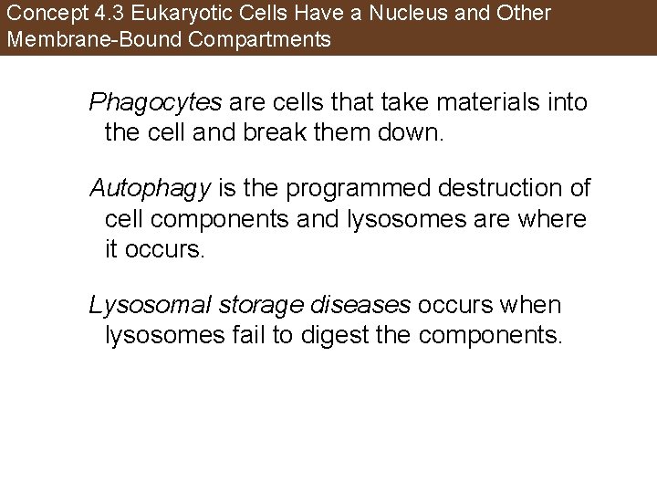 Concept 4. 3 Eukaryotic Cells Have a Nucleus and Other Membrane-Bound Compartments Phagocytes are