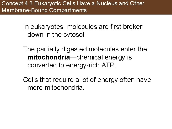 Concept 4. 3 Eukaryotic Cells Have a Nucleus and Other Membrane-Bound Compartments In eukaryotes,