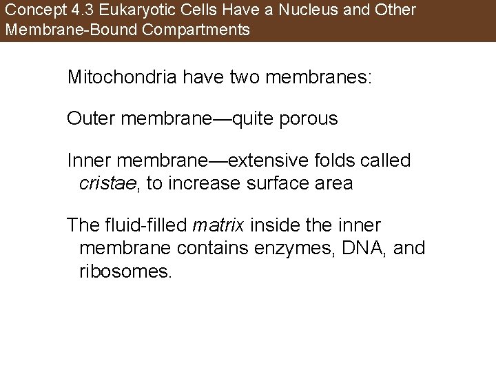Concept 4. 3 Eukaryotic Cells Have a Nucleus and Other Membrane-Bound Compartments Mitochondria have