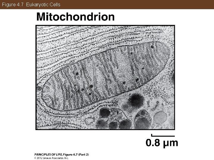 Figure 4. 7 Eukaryotic Cells 